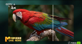 日本aa视频